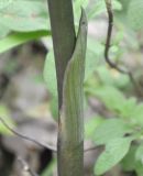 Limodorum abortivum
