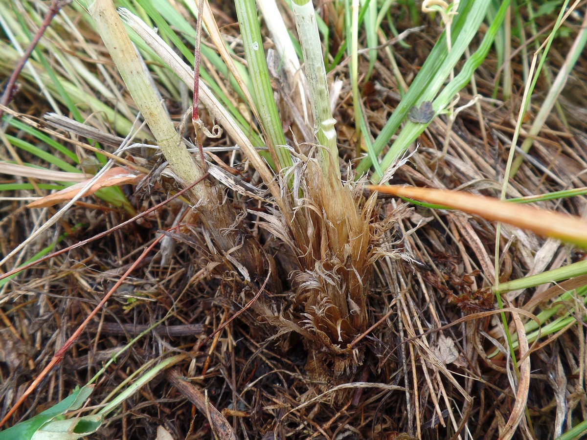 Image of Allium hymenorhizum specimen.