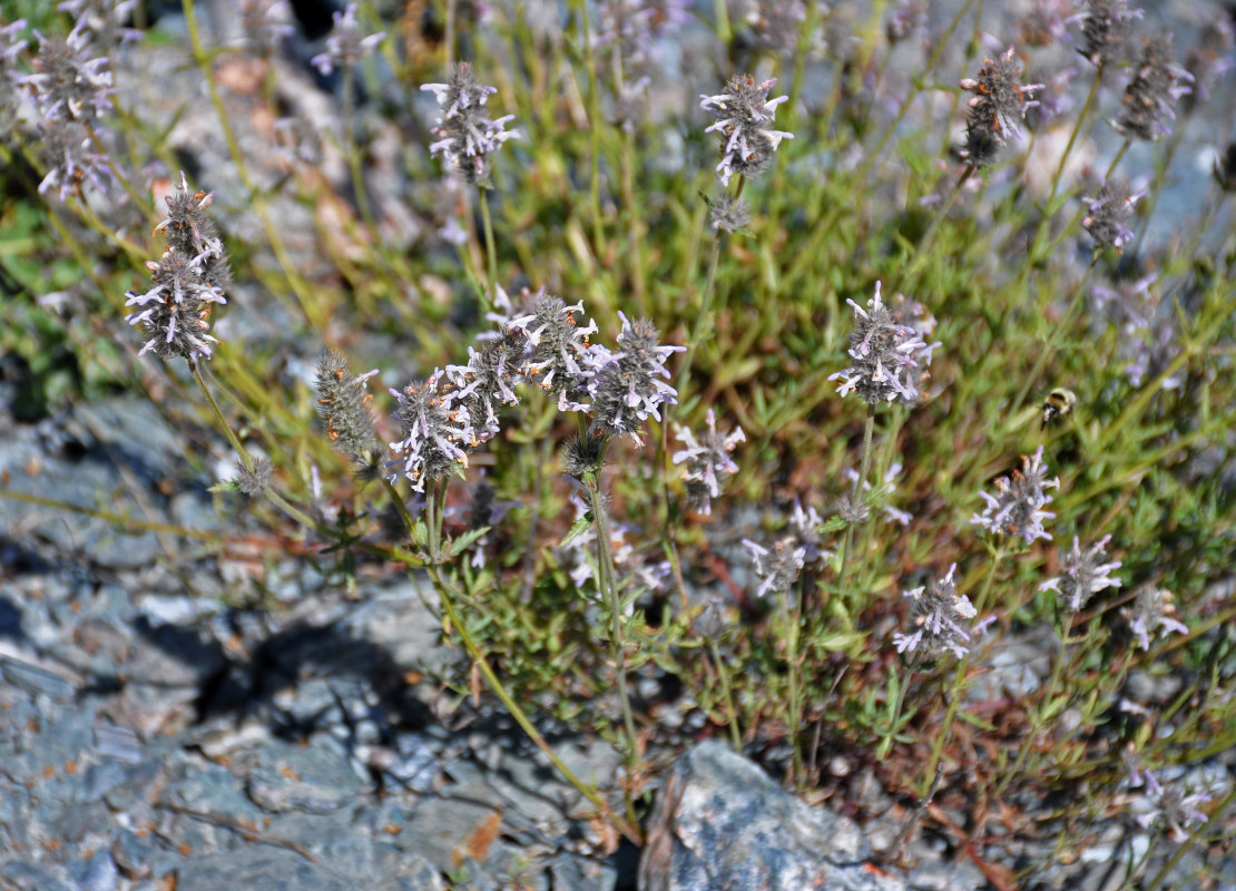 Изображение особи Nepeta podostachys.