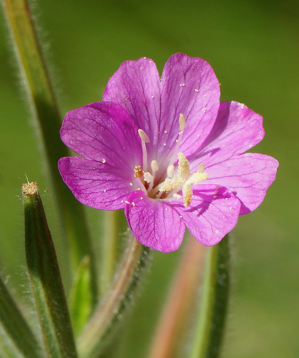 Image of Epilobium villosum specimen.