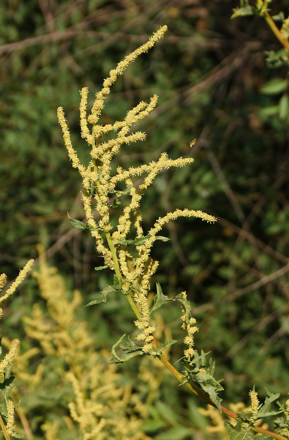 Изображение особи Atriplex tatarica.