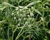 Cicuta virosa