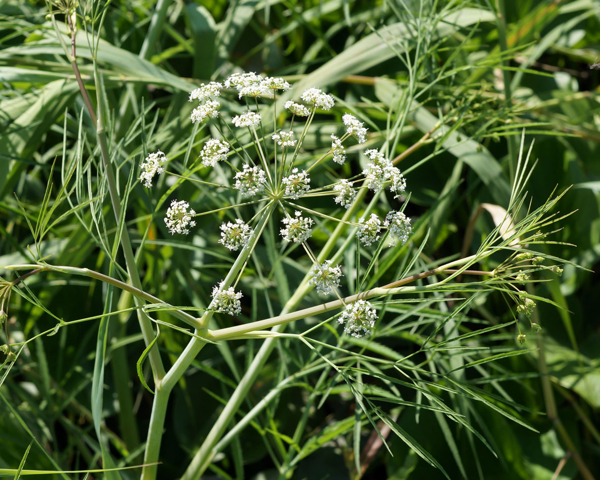 Image of Cicuta virosa specimen.