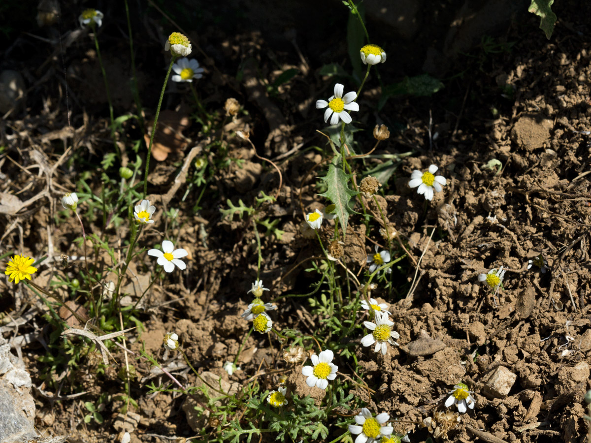 Image of Anthemis chia specimen.