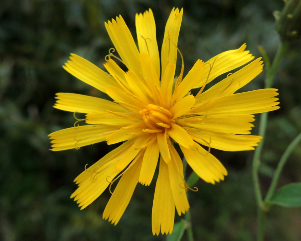 Изображение особи Hieracium subarctophilum.