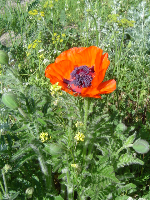 Image of Papaver setiferum specimen.