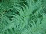 Athyrium distentifolium