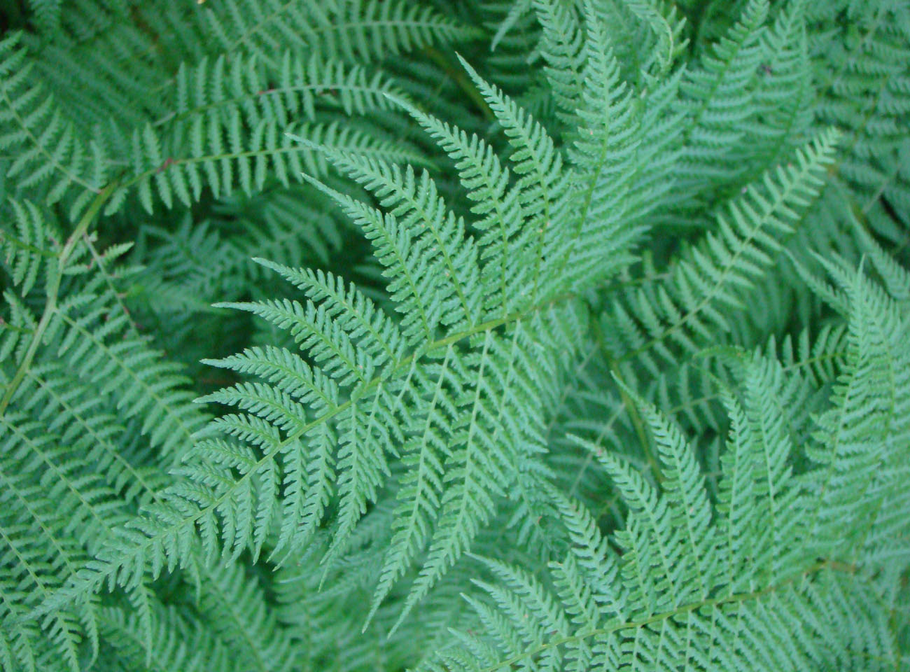 Image of Athyrium distentifolium specimen.