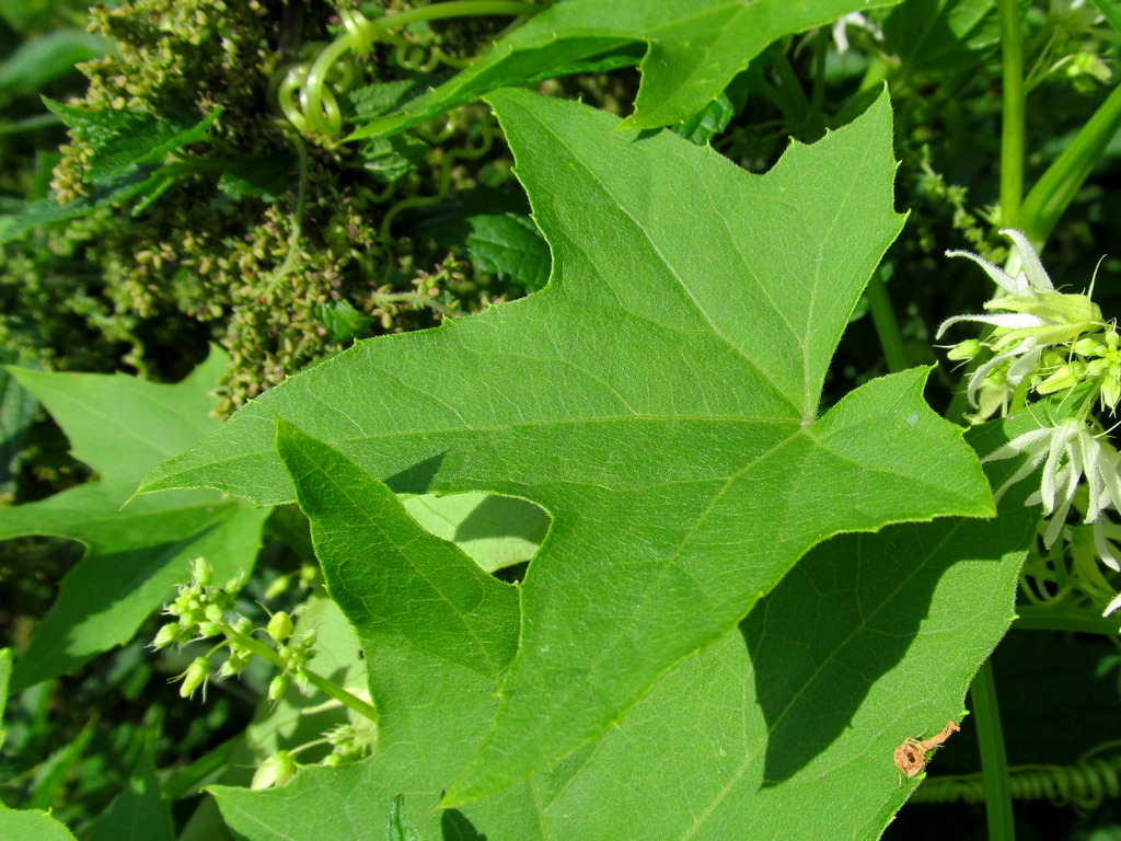 Изображение особи Echinocystis lobata.