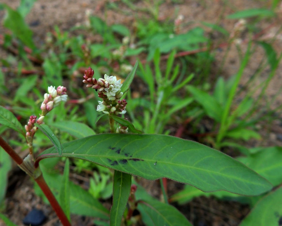 Image of Persicaria lapathifolia specimen.