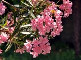 Nerium oleander. Верхушка ветви с соцветиями. Абхазия, Гудаутский р-н, Новый Афон, в культуре. 18.07.2017.