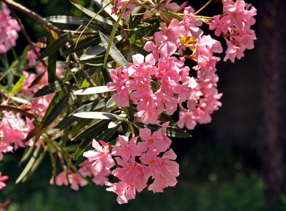 Image of Nerium oleander specimen.