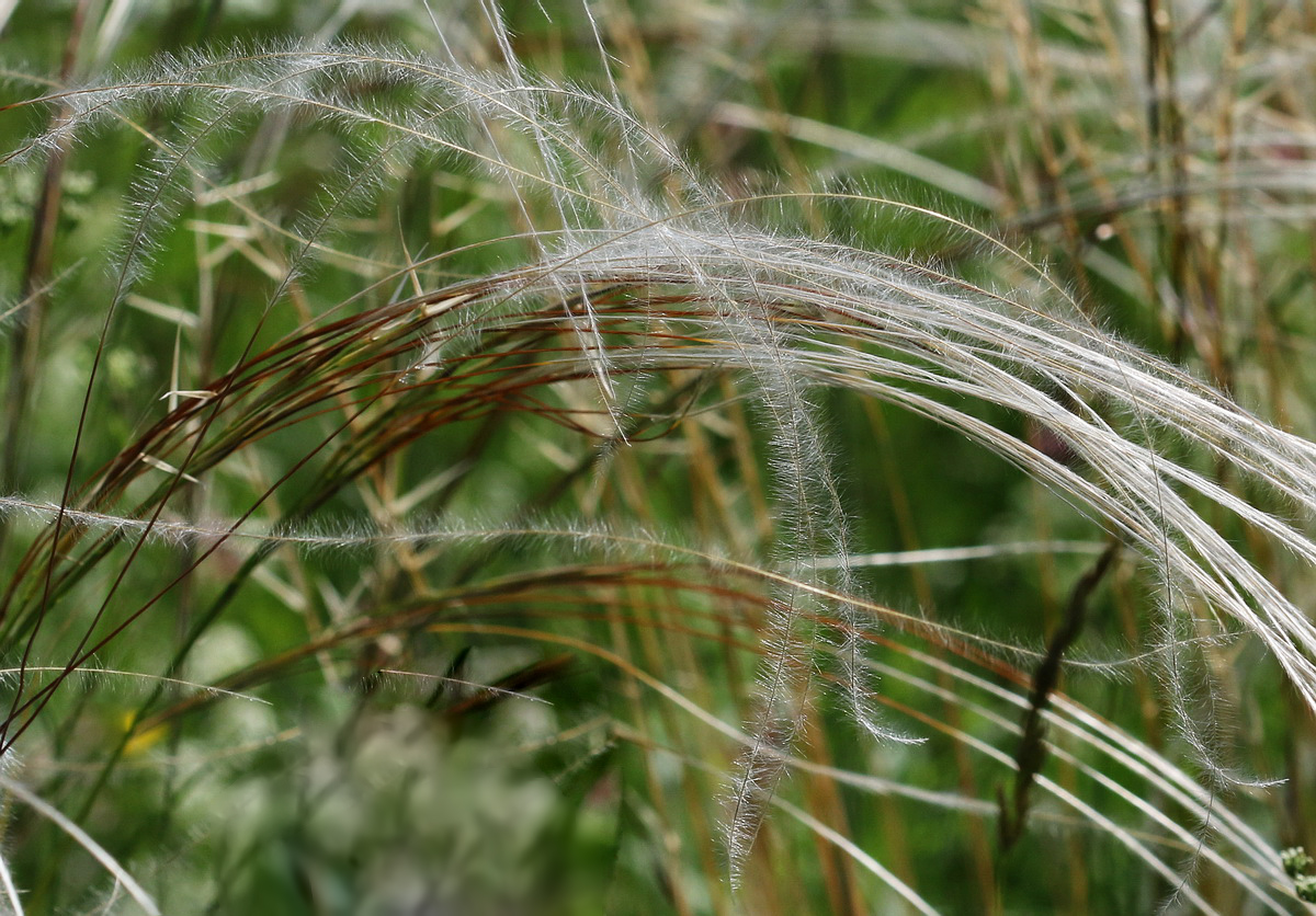 Image of Stipa pennata specimen.