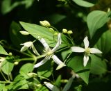 Clematis lathyrifolia