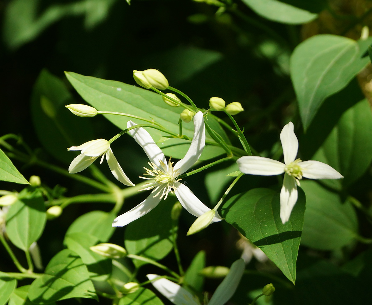 Image of Clematis lathyrifolia specimen.