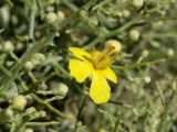 Verbascum spinosum. Верхушки побегов с цветком и бутонами. Греция, о-в Крит, ном Ханья (Νομός Χανίων), дим Платаньяс (Δήμος Πλατανιά), горный массив Лефка Ори (Λευκά Όρη), урочище Ксилоскало (Ξυλόσκαλο), ≈ 1200 м н.у.м., каменистый склон у автомобильной дороги. 28 июня 2017 г.