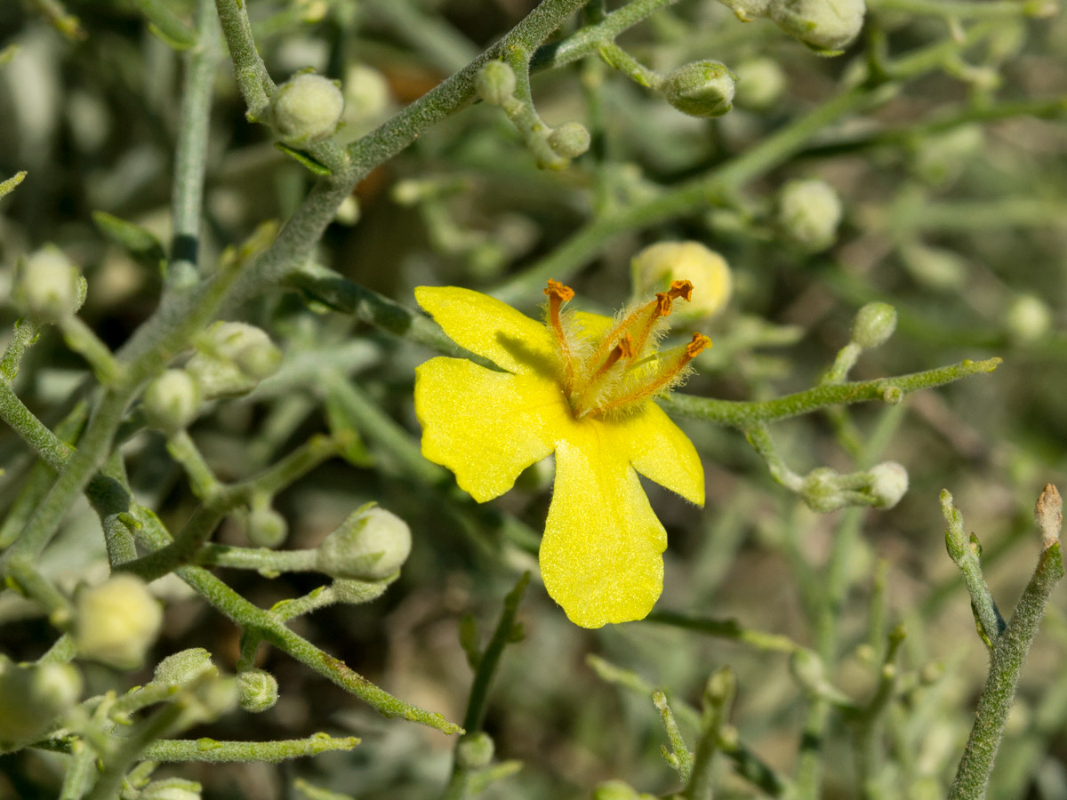 Изображение особи Verbascum spinosum.