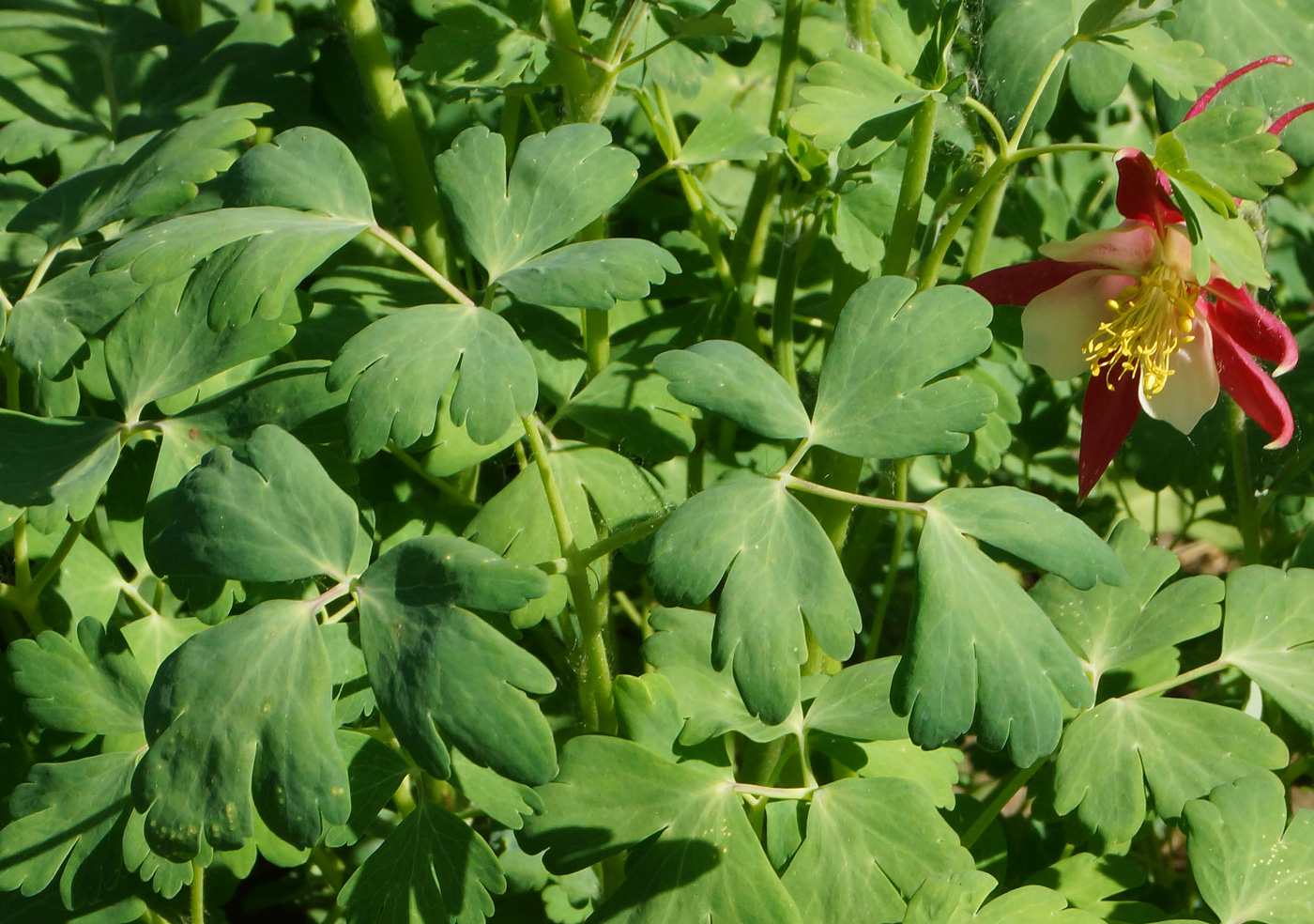 Изображение особи Aquilegia coerulea.