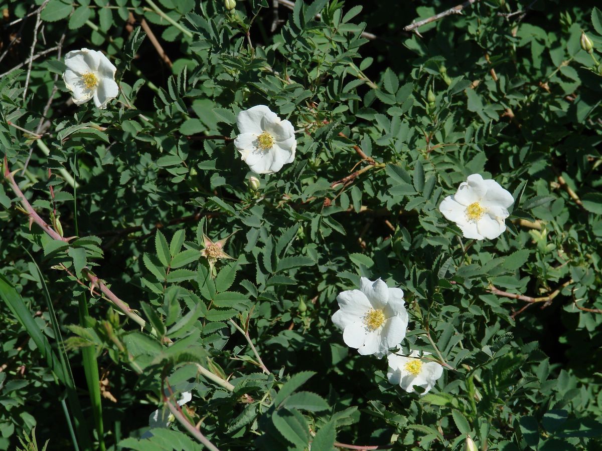 Image of genus Rosa specimen.