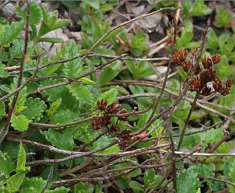 Image of Sedum spurium specimen.