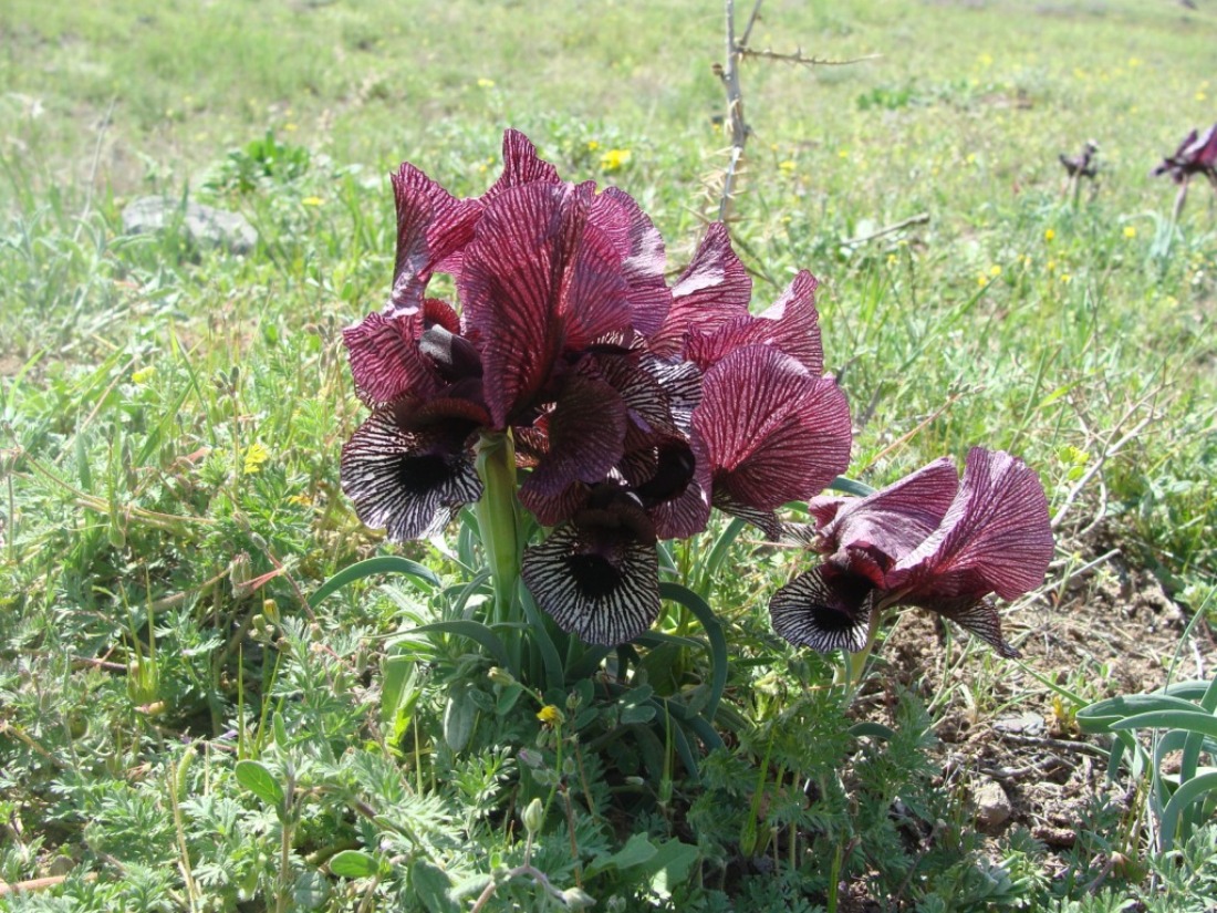 Изображение особи Iris lycotis.
