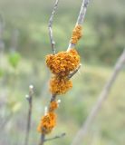 Image of taxon representative. Author is Александр Лебедев