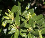 Pittosporum tobira