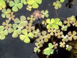 Marsilea quadrifolia