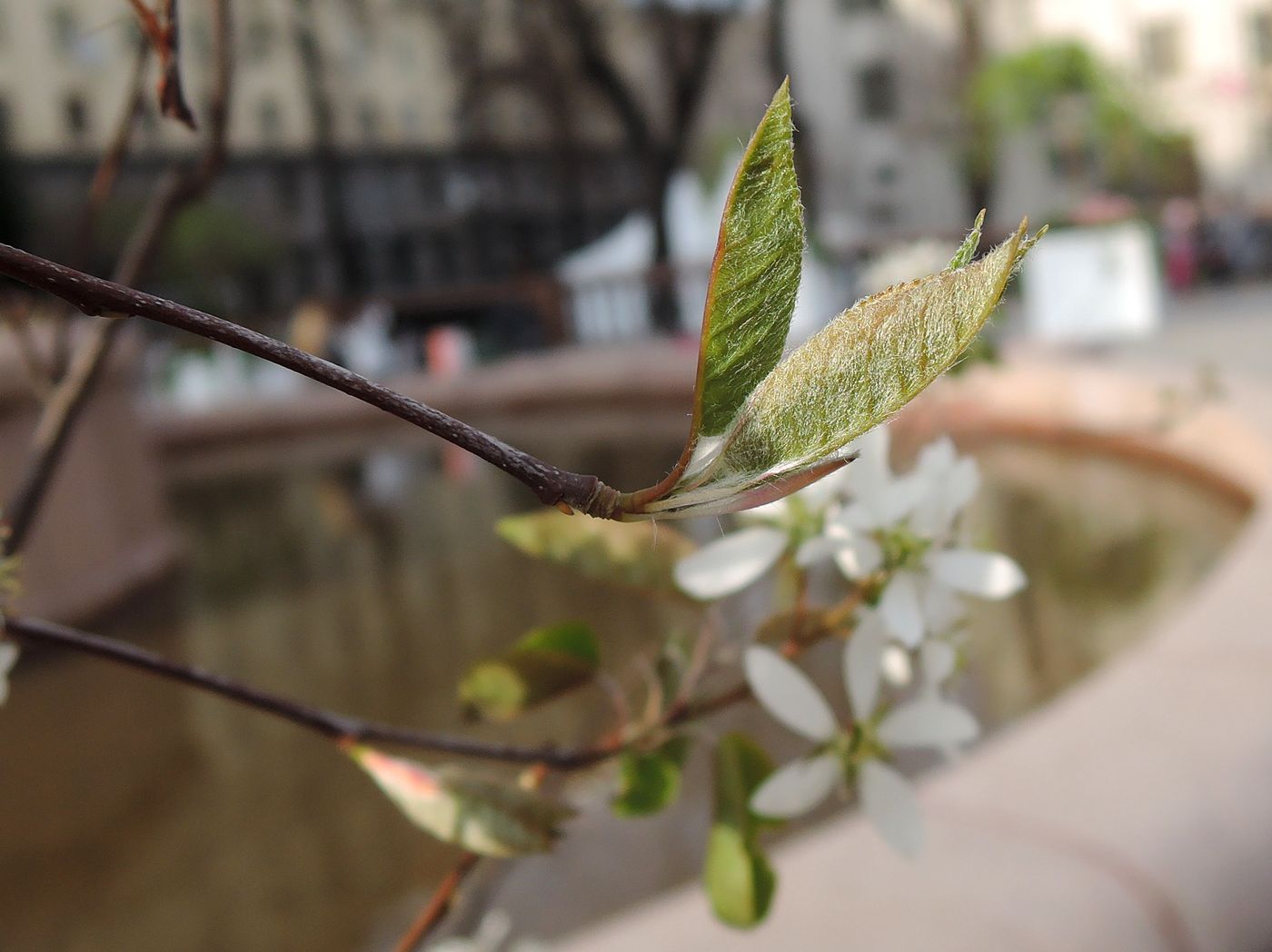 Изображение особи Amelanchier spicata.