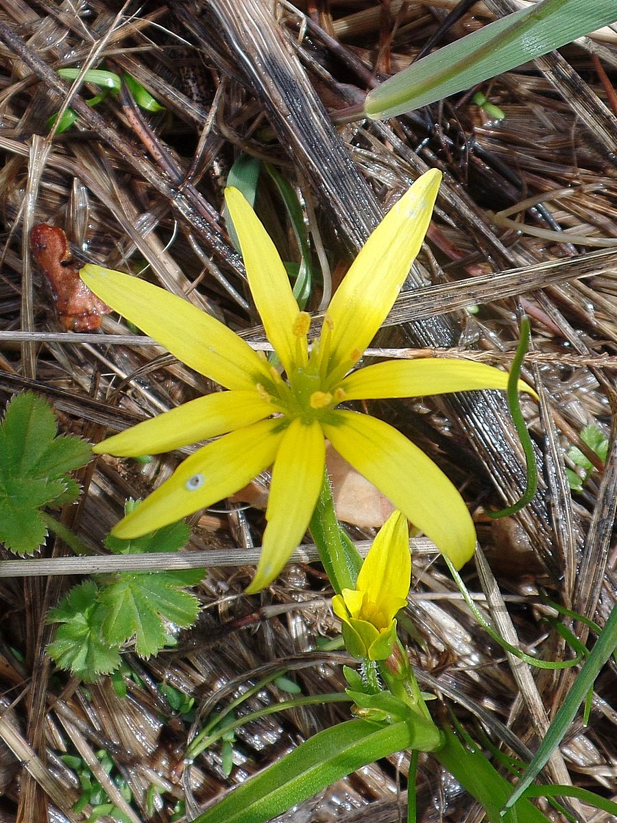 Изображение особи Gagea liotardii.