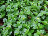 Lysimachia nemorum