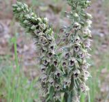 Epipactis condensata