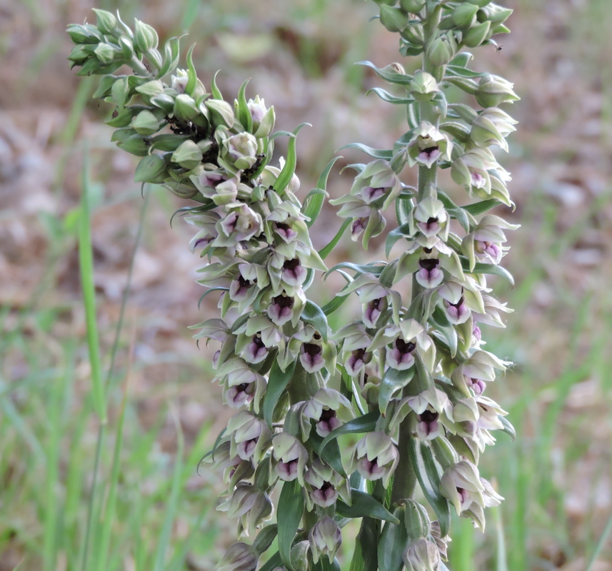 Image of Epipactis condensata specimen.