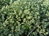 Scleranthus perennis