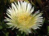 Carpobrotus edulis