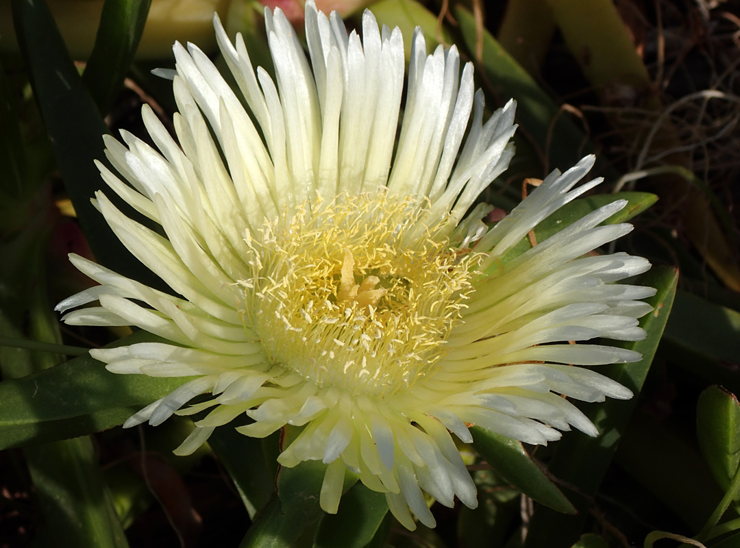 Image of Carpobrotus edulis specimen.