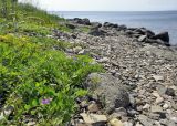 Lathyrus japonicus. Цветущее и плодоносящее растение. Приморский край, Шкотовский р-н, окр. пос. Подъяпольск, каменистый берег моря. 16.07.2018.