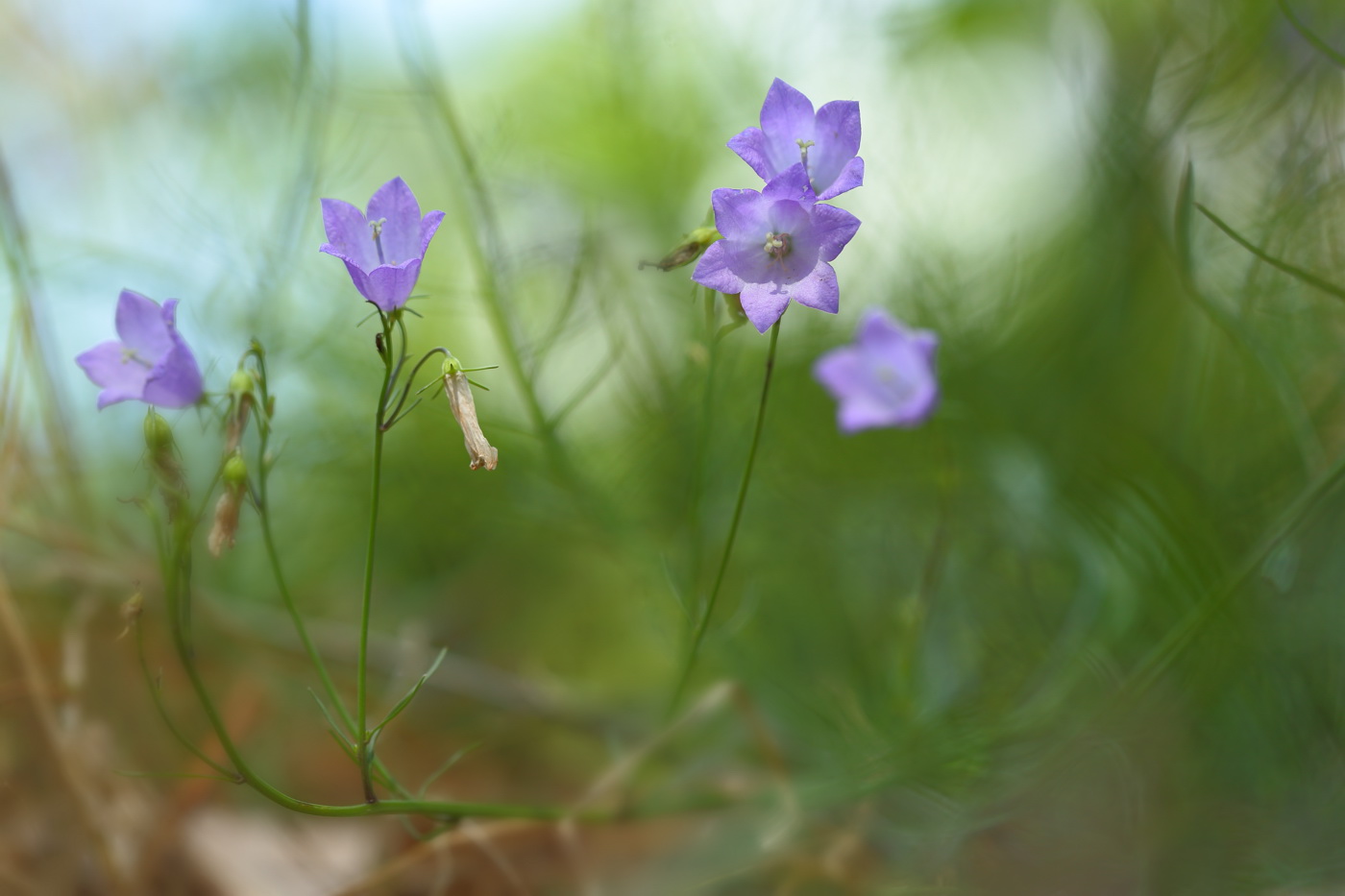 Изображение особи Campanula rotundifolia.