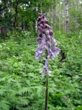 Aconitum leucostomum