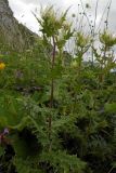 Cirsium obvallatum