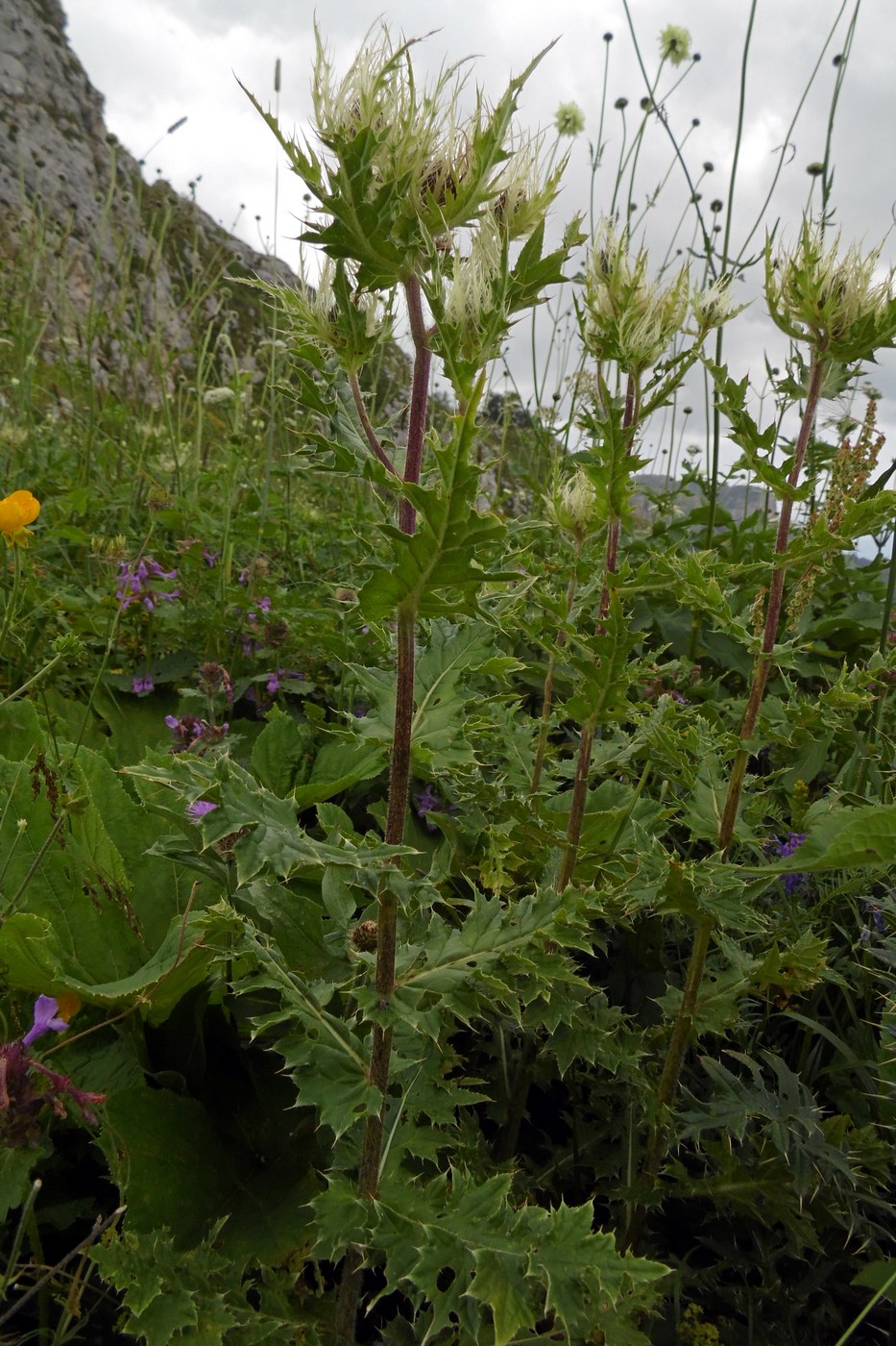 Image of Cirsium obvallatum specimen.