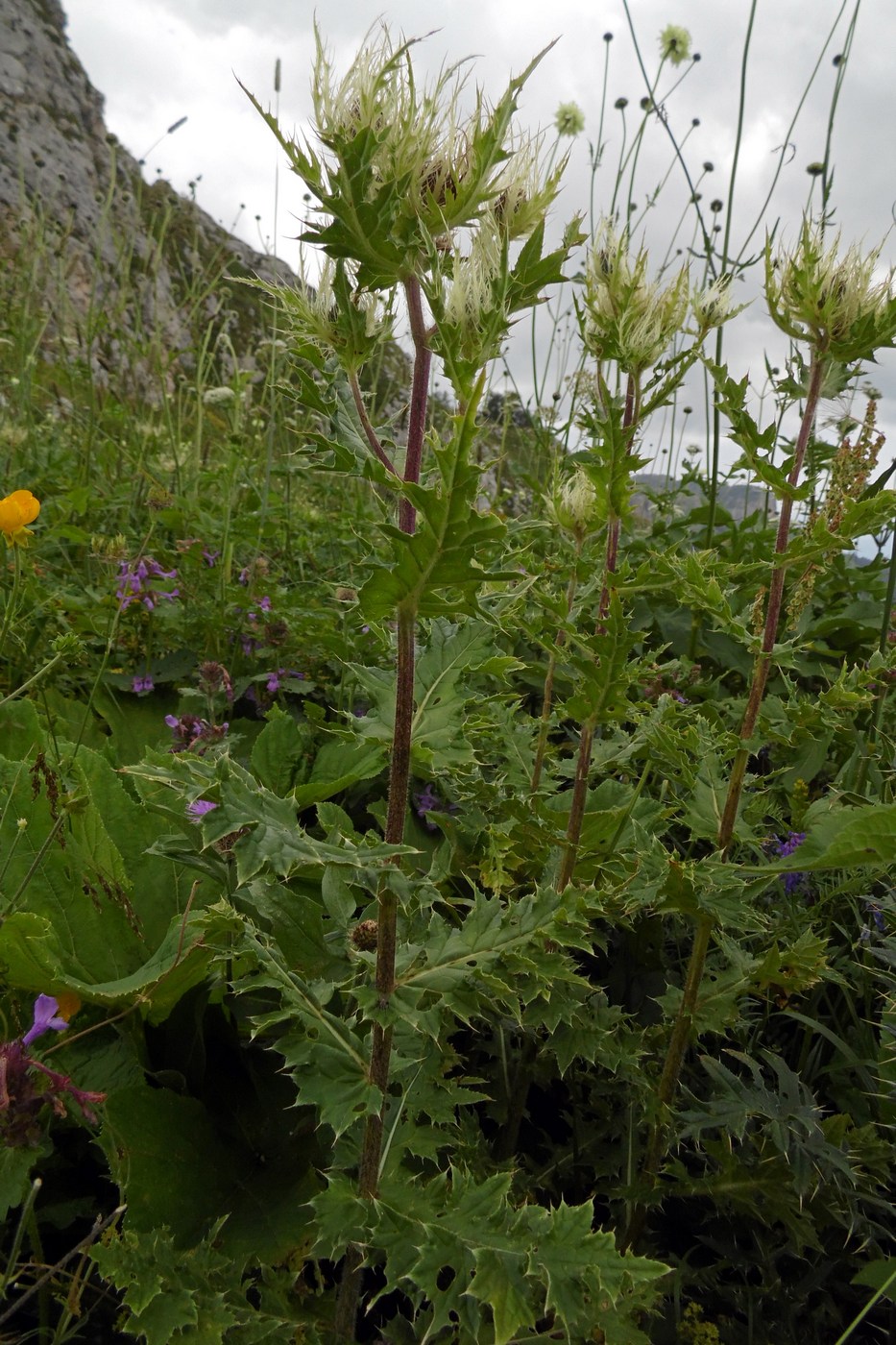 Изображение особи Cirsium obvallatum.