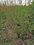 Aira caryophyllea. Цветущее растение. Нидерланды, провинция Drenthe, национальный парк Drentsche Aa, заказник Gasterse Duinen, зарастающая грунтовая дорога. 13 июня 2010 г.