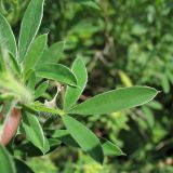 Chamaecytisus rochelii