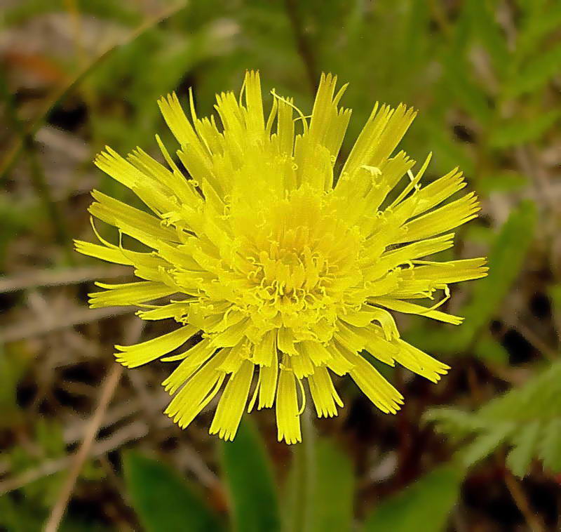 Изображение особи Pilosella officinarum.