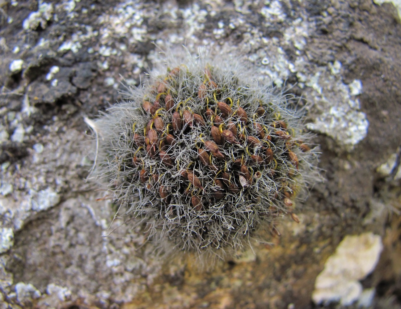 Image of class Bryopsida specimen.