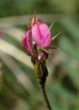Onobrychis caput-galli