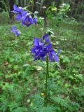 Polemonium caeruleum