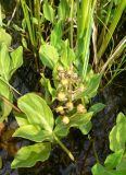 Menyanthes trifoliata. Плодоносящее растение. Чукотка, Билибинский р-н, пос. Кепервеем, водоём. 24.07.2018.
