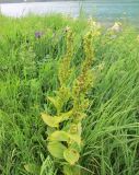 Veratrum oxysepalum